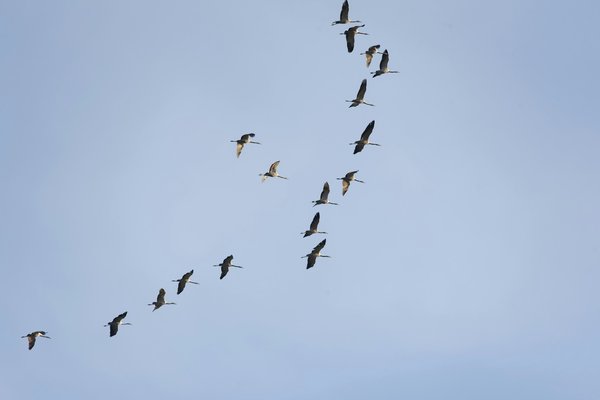 Où observer les oiseaux migrateurs dans le parc national de Doñana, Espagne?